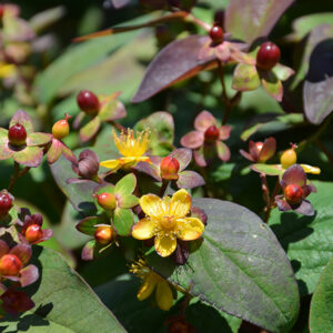 Albury Purple St. John's Wort flowers