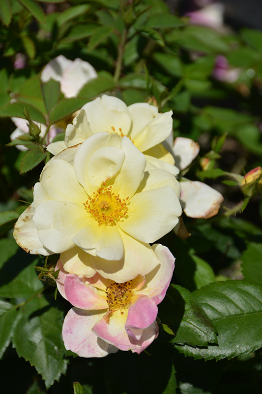 Peach Lemonade® Rose flowers