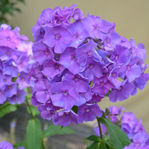 Blue Paradise Garden Phlox flowers