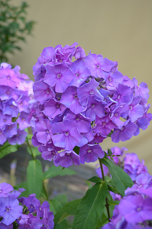 Blue Paradise Garden Phlox flowers