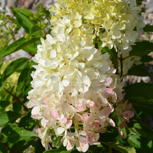 Zinfin Doll&reg; Hydrangea flowers