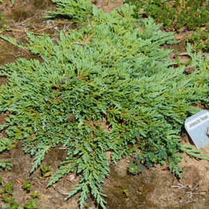 Pancake Juniper