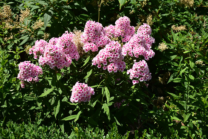 Bright Eyes Garden Phlox in bloom