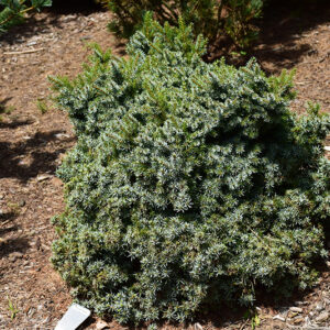 Kamenz Serbian Spruce