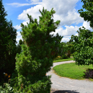 Wiethorst Hybrid Pine