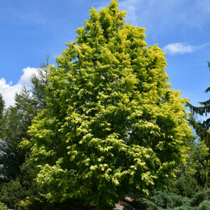 Gold Rush Dawn Redwood