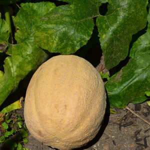 Cantaloupe Melon fruit