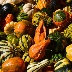 Gourd fruit
