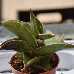 Samurai Sword Sansevieria in full