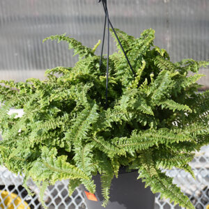 Fluffy Ruffles Boston Fern in full