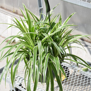 Variegated Spider Plant in full