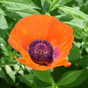 Prince Of Orange Poppy flowers