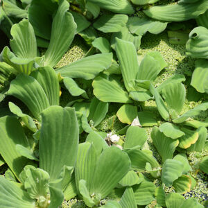 Water Lettuce foliage