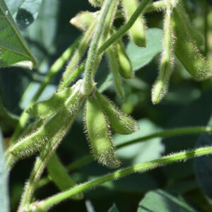 Soybean fruit