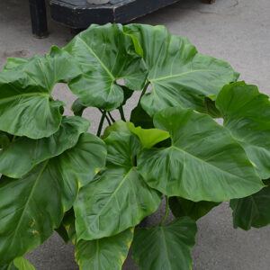 Giant Philodendron in full