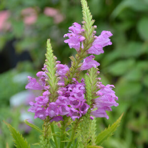Autumn Carnival Obedient Plant flowers