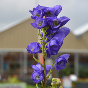 Azure Monkshood flowers