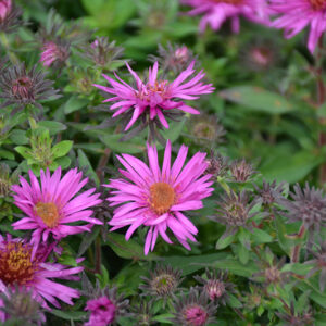 Pink Crush New England Aster flowers