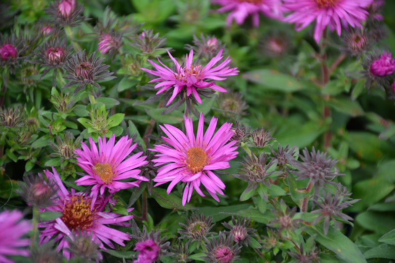 Pink Crush New England Aster flowers