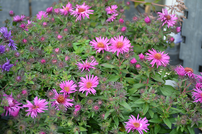 Pink Crush New England Aster flowers