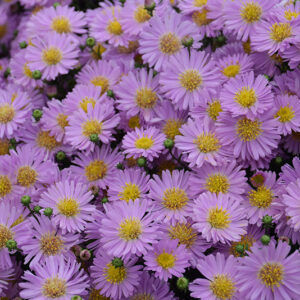 Kickin&reg; Pink Chiffon Aster flowers