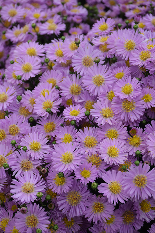 Kickin® Pink Chiffon Aster flowers