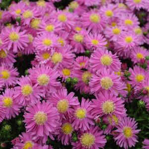 Kickin&reg; Carmine Red Aster flowers