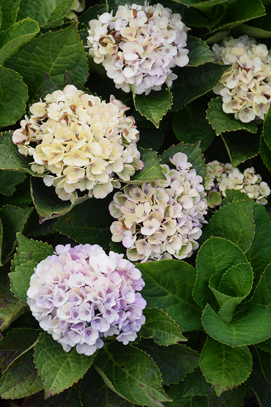 Everlasting® Revolution Hydrangea flowers (faded)