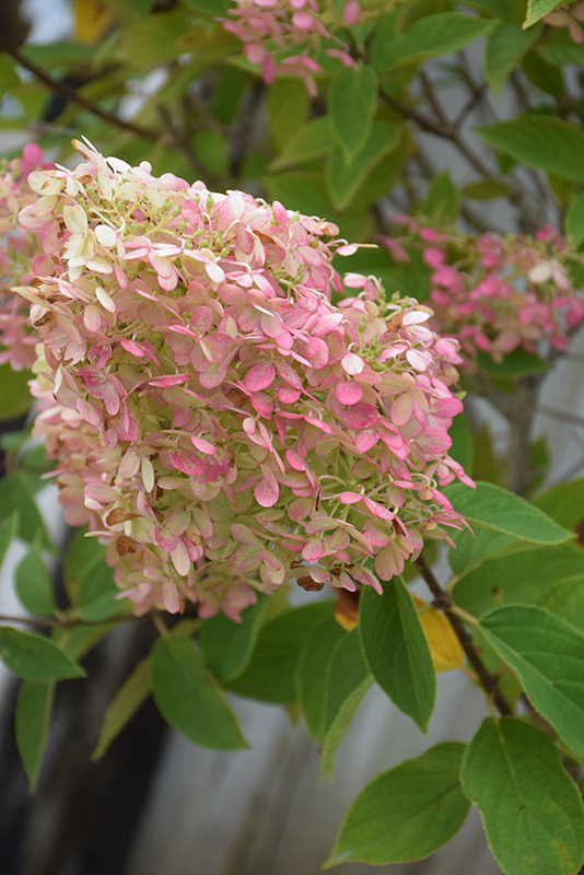 Limelight Hydrangea flowers (faded)