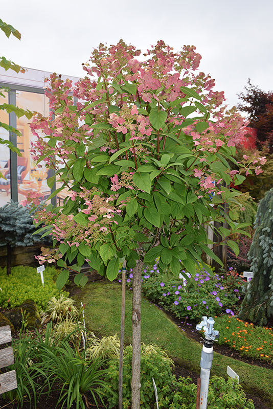 Quick Fire® Hydrangea (tree form) (topiary form)