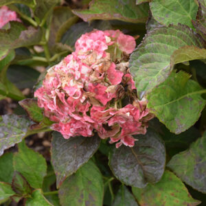 Miss Saori Hydrangea flowers (faded)