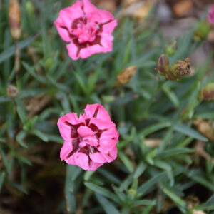 EverLast™ Red plus Pink Pinks flowers