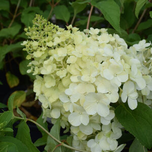 Polar Bear Hydrangea flowers