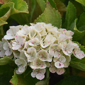 Everlasting&reg; Amethyst Hydrangea flowers (faded)