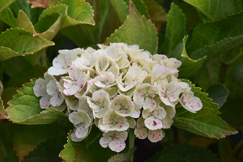 Everlasting® Amethyst Hydrangea flowers (faded)