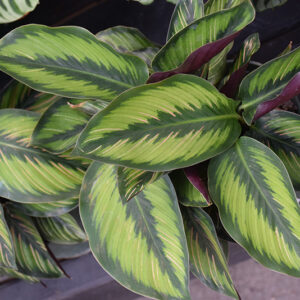 Color Full&trade; Beauty Star Pinstripe Calathea foliage