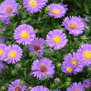 Kickin&reg; Lilac Blue Aster flowers