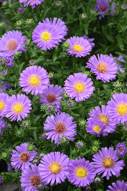 Kickin® Lilac Blue Aster flowers