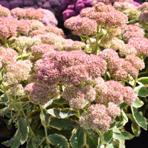 Frosted Fire Stonecrop in bloom