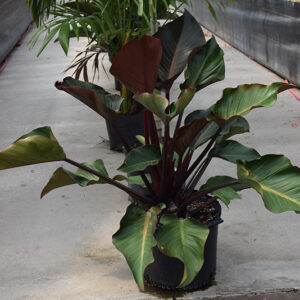 Rojo Congo Philodendron in full