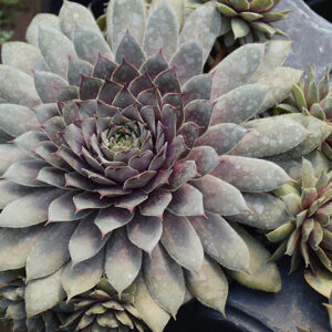 Twilight Blues Hens And Chicks