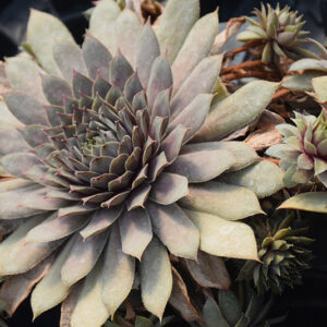 Desert Bloom Hens And Chicks