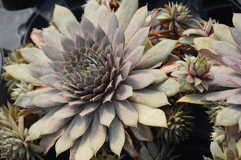 Desert Bloom Hens And Chicks