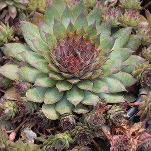 Chick Charms&reg; Butterscotch Baby&trade; Hens And Chicks
