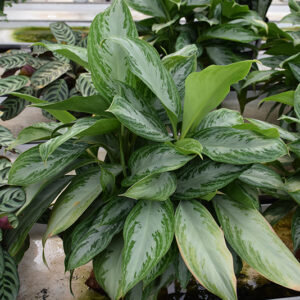 Silver Bay Chinese Evergreen in full
