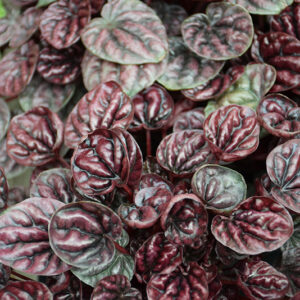 Luna Red Peperomia foliage