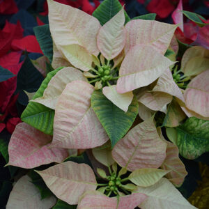 Ice Crystal Poinsettia flowers