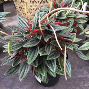 Rosso Peperomia in bloom