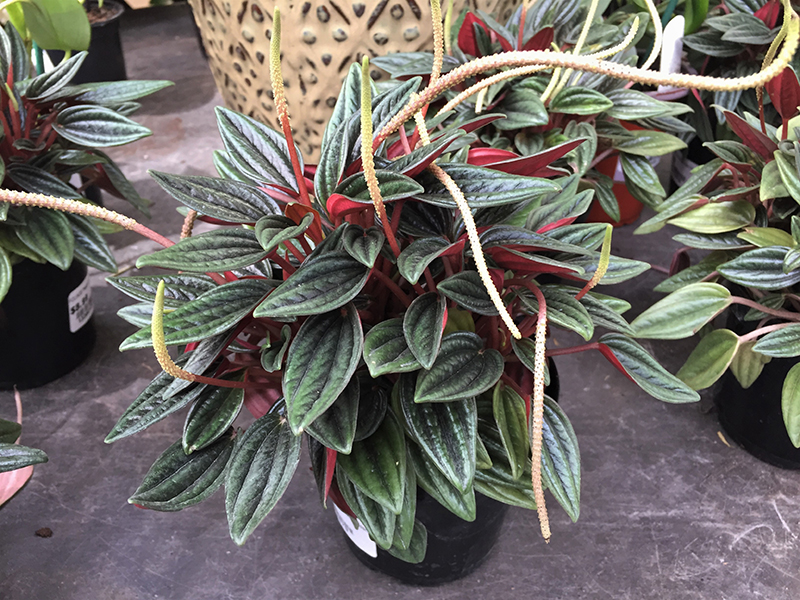 Rosso Peperomia in bloom