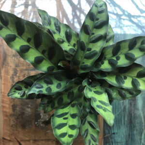Rattlesnake Plant foliage